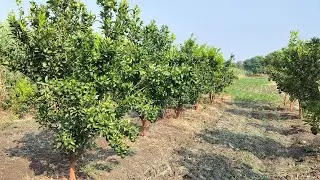 #Orange Plantation #Santra, #Santri