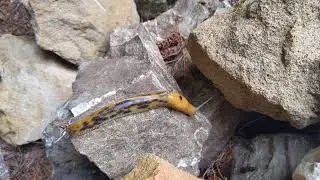 Mosquito Banana Slug phoresy caught on film for the very first time!