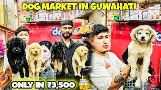 Dog market in Guwahati / 3500 से शुरू / Pet Market Guwahati