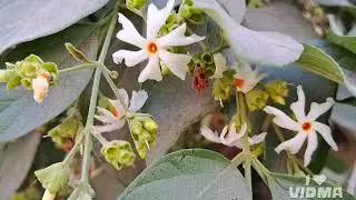 #flowers#plant#leaf#vegetables#small#botil