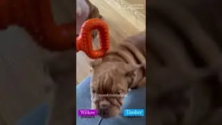 English Bulldog Puppies WILLOW AND TIMBER