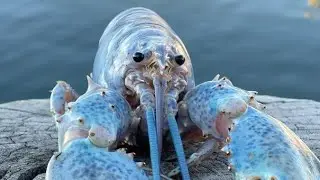 Blue Lobster Jumpscare Meme