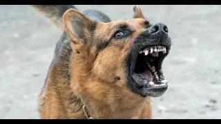 TRUFFINADE - Un chien qui aboie et ou grogne les autres chiens