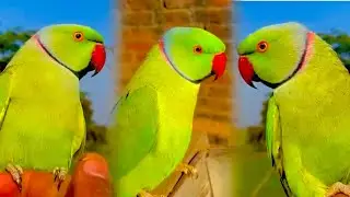 Parrot sound parrot singing parrot talking Amazing parrot talking voice😍