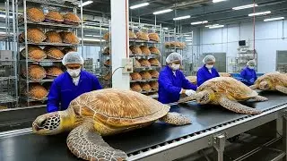 Inside the World&rsquo;s Largest Turtle Farm: Raising Millions for Food | Full Process