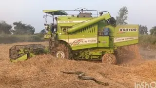 🌾😭🐍“धान कटाई के बीच सांप का हमला!? हार्वेस्टर ऑपरेटर की जान बची!”🌾🐍😭