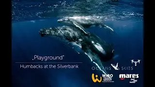 Playground | Humpbacks at the Silver Bank | Oceans & Skies 2023