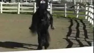 PEGASUS WORLD CHAMPION FRIESIAN STALLION - FPZV APPROVED