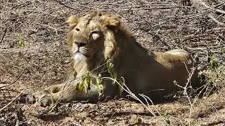 Liones tara #couple #beautifullife #trendingreels #jungle #environment #viralreels #wildlife #animal