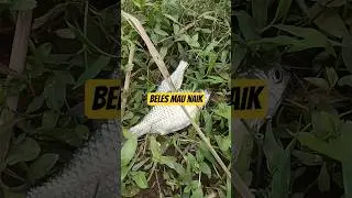 fish whipping technique can beles #fishwhipping