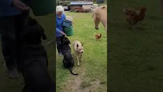 Dawn and Soul Cane Corso puppy socialisation 101