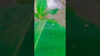 #kelakikhati#banana #upfarmers