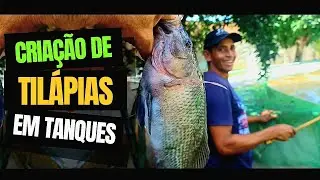  Criação de Tilápias em Tanques