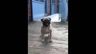 Rupert Eli - Pug Crying