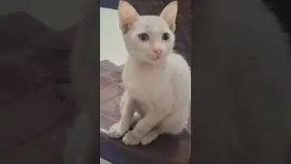 My white cat laughing #shorts​