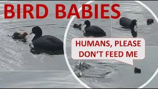 Cute baby birds compilation. Why is feeding wild animals bad?