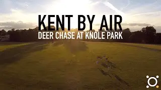 Deer chase Flyover at Knole Park, Sevenoaks, Kent