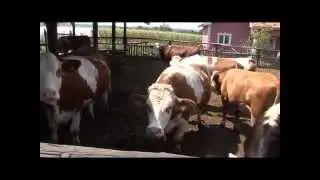 Odlični farmeri iz Velikog Šiljegovca - porodica Brkić