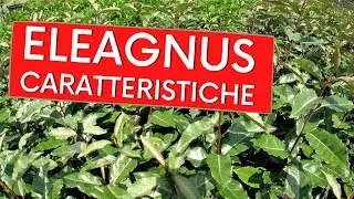 Eleagnus ebbingei, scopri le caratteristiche
