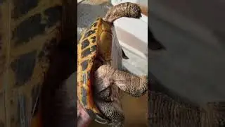 Indotestudo Elongata Male #reptiles #tortoise #elongatedtortoise #indotestudo