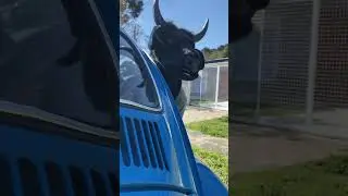 Boi da cara preta roubou o fusca do vov&ocirc;! E a gente ainda estava dentro!!