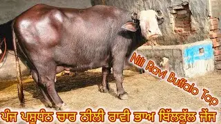 ਜੋਬਨ ਵੀਰ ਕੋਲ ਪੰਜ ਪਸ਼ੂਧੰਨ ਤਿੰਨ ਨੀਲੀ ਰਾਵੀ ਇੱਕ ਮੁਹਰਾ ਭਾਅ ਬਿੱਲਕੁੱਲ ਜੇਂਜ ਵਿੱਚ ਮਿਤੀ 18-1-2026