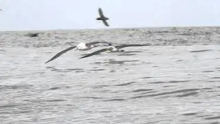 Shy Albatross, Buller's Albatross, Short-tailed Shearwater
