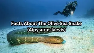 Facts About The Olive Sea Snake (Aipysurus laevis)