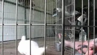 Pawsitive Vybe Clicker Duck