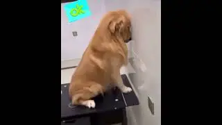 Pet dog | naughty dog | lazy dog |  cunning dog | 