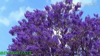 EL &Aacute;RBOL JACARANDA ( gualanday) ( jacaranda mimosifolia )