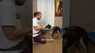 🐕🚶&zwj;♂️Better Dog Walks🐶❤️ ONE TOOL can change walks for you and your best furrend! Almost every