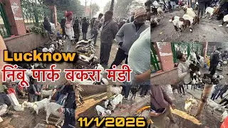 Lucknow निंबू पार्क बकरा मंडी 2026 | 11/1/2026 | Sunday bakra mandi | mandi rate 