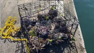 Dungeness Crab-Catching and cooking