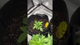 2x4 Light MarsHydro Tsl-2000 #marshydroreview #marshydro #trending #foryou #fyp #viral #shorts #weed