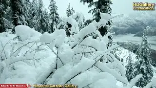 Latest Snow Fall Kullu Manali #KulluManali2019 #ManaliSnowfall2019 #Manali2019 Parkhol Valley
