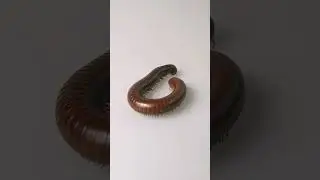Ophistreptus guineensis