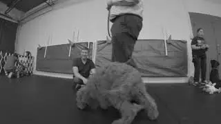 Puppy Manners