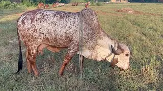 100% pure Kabri Gir Cow for sale | 9818760016 | #goldlifedairy