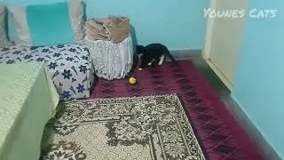 So Much Joy from a Tuxedo Cat Rescued Weeks Ago