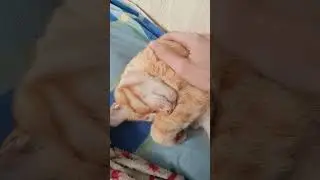 Кот 🐈 #cat #cute #pet #affectionate