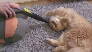 Perfect Vacuum for Your Home