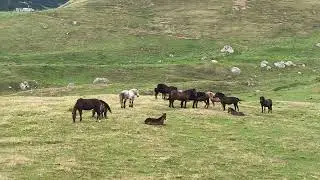 Organizez Drumeții Montane cu Ghid Turistic in Munții Bucegi #carpathiantourguide #trending #travel