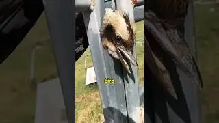 #animals #rescue #shortvideo #cute