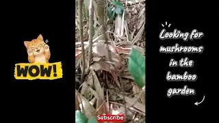 CAT ADVENTURE | Looking for mushrooms in the bamboo garden