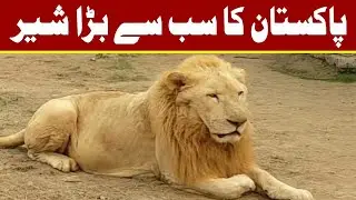 Pakistan ka sab se barra sher