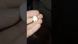 Crested gecko hatched in my hand