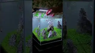 Amazing box for fishes#live #amazingfacts #bts #india #shorts #tiktok #trending #new #viral #pubg