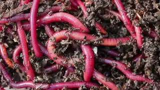 Managing #Heat in Your #Vermicompost!