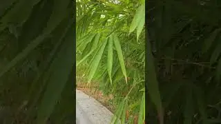 The quiet strength of bamboo. #nature #bamboo